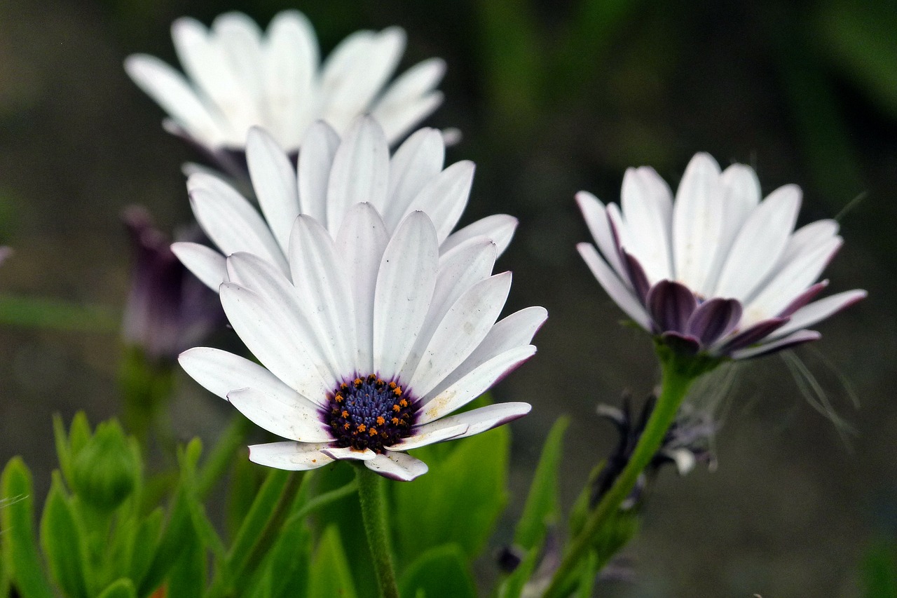 • Daisy •, Gėlės •, Žiedas •, Šviežias •, Gėlių, Vasara •, Botanikos •, Natūralus, Žydi •, Žiedlapis •