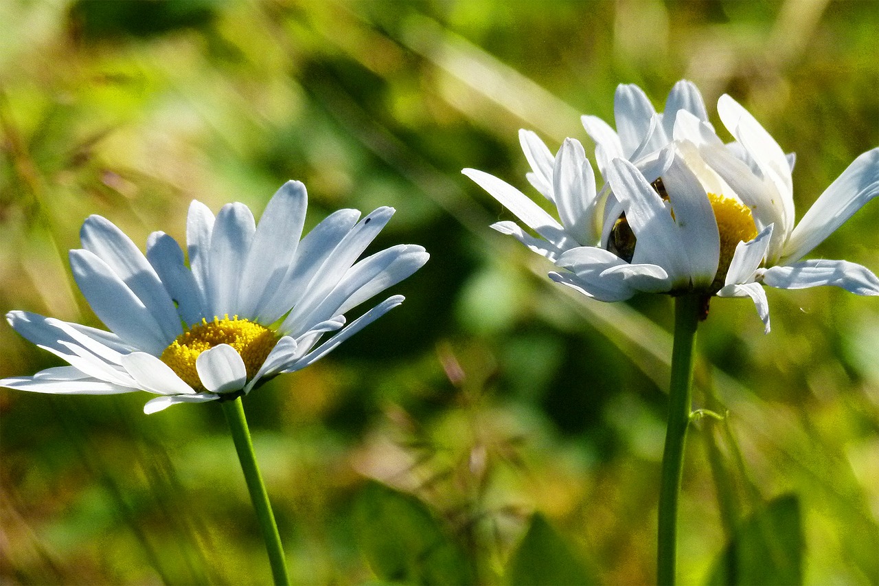 Daisy, Gėlė, Balta, Augalas, Gėlių, Flora, Žydėti, Žydi, Makro, Gamta