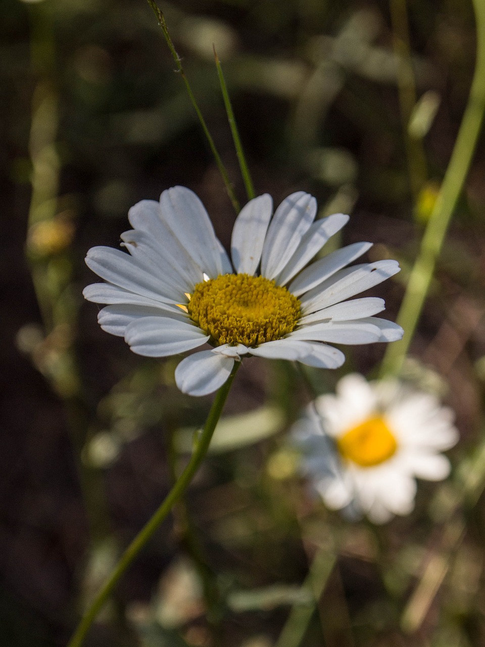 Daisy, Gėlės, Balta, Flora, Gamta, Žiedlapiai, Nemokamos Nuotraukos,  Nemokama Licenzija