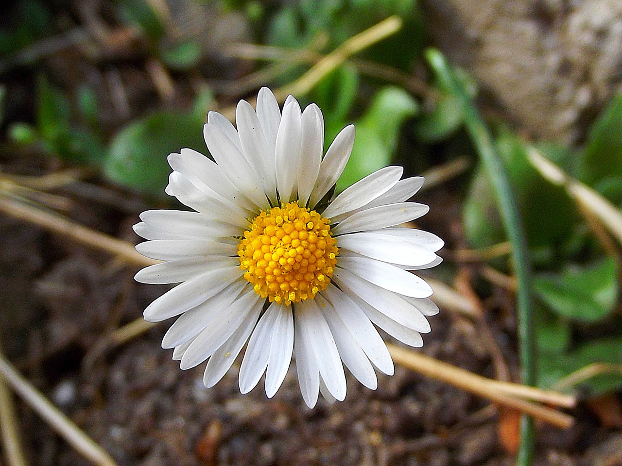 Daisy, Makro, Gėlė, Pavasaris, Augalas, Žydėjimas, Žiedlapiai, Balta Gėlė, Grožis, Natūralus