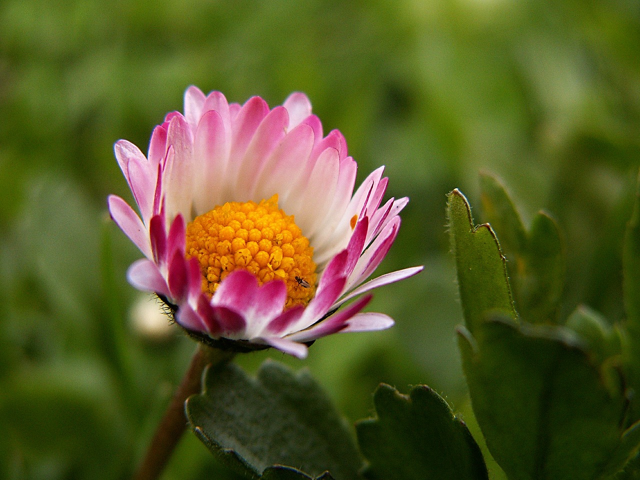 Daisy, Gėlė, Makro, Gėlės, Veja, Žiedlapiai, Rožinis, Nemokamos Nuotraukos,  Nemokama Licenzija