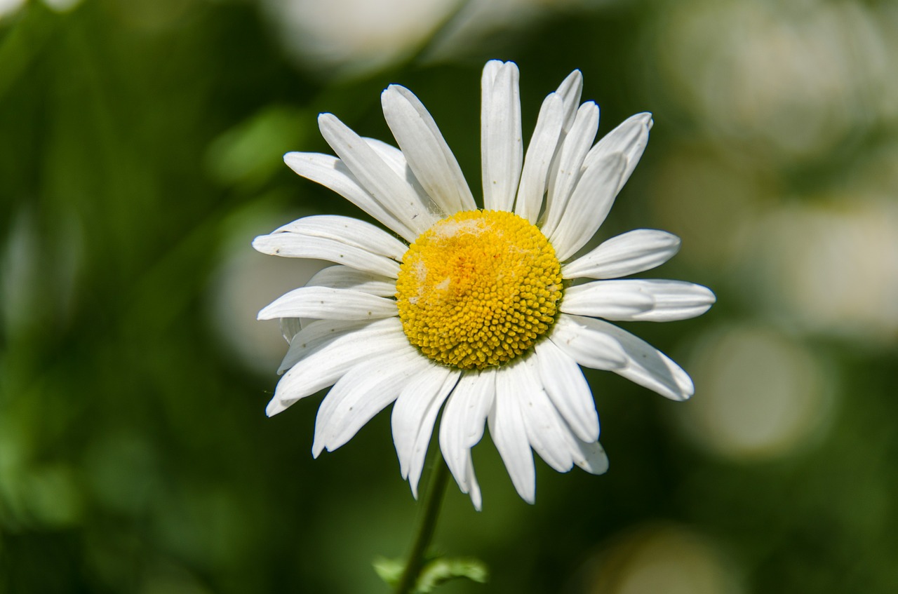 Daisy, Gėlė, Balta, Iš Arti, Žiedlapis, Žydėti, Birželis, Nemokamos Nuotraukos,  Nemokama Licenzija