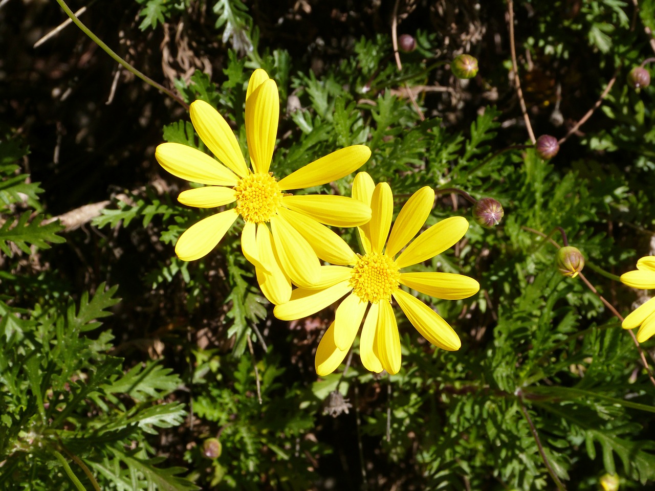 Daisy, Gėlės, Geltona, Gėlė, Gamta, Geltona Gėlė, Flora, Žydėjimas, Nemokamos Nuotraukos,  Nemokama Licenzija