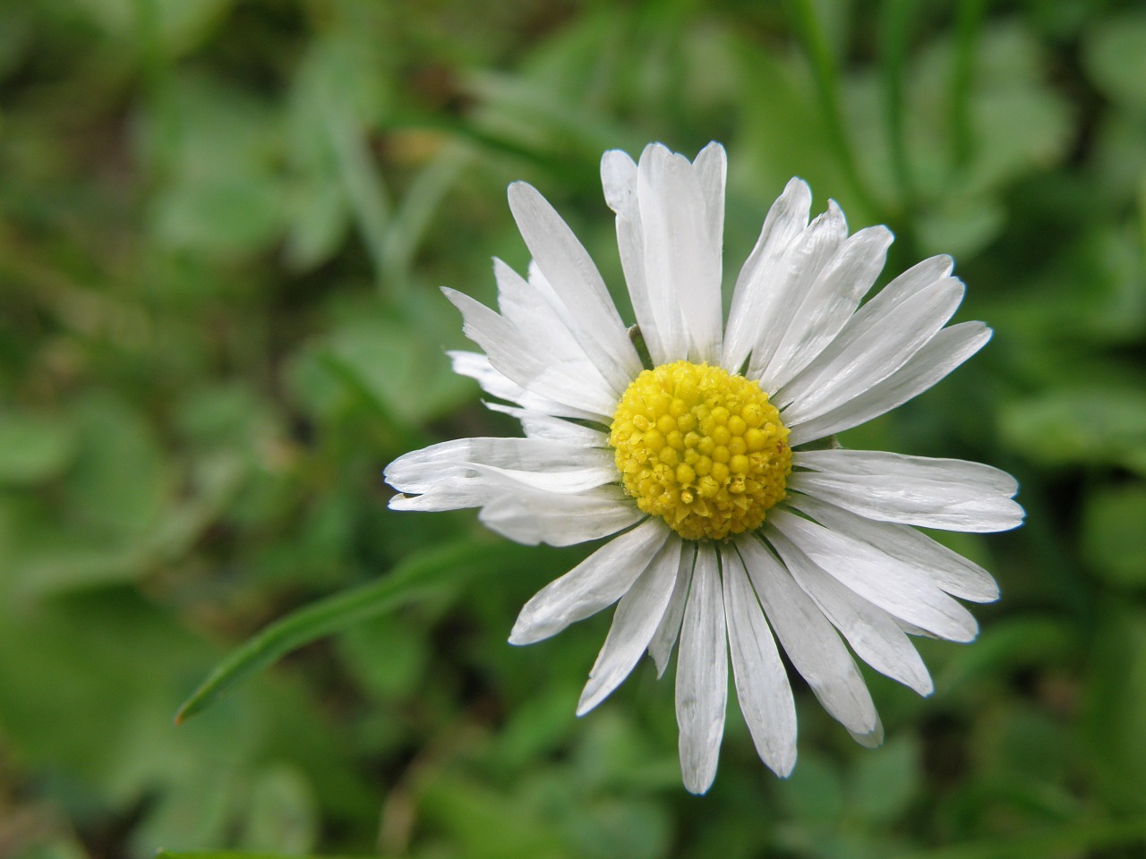 Daisy, Bellis Perennis, Gėlė, Nemokamos Nuotraukos,  Nemokama Licenzija