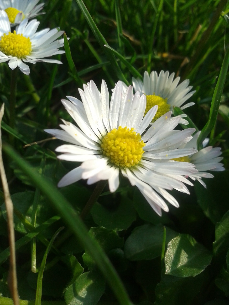 Daisy, Kiaulpienė, Balta, Makro, Gėlė, Pavasaris, Medicinos, Nemokamos Nuotraukos,  Nemokama Licenzija