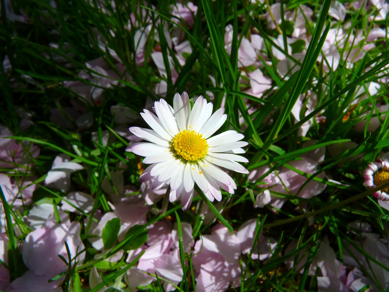 Daisy, Gėlė, Augalas, Pavasaris, Nemokamos Nuotraukos,  Nemokama Licenzija