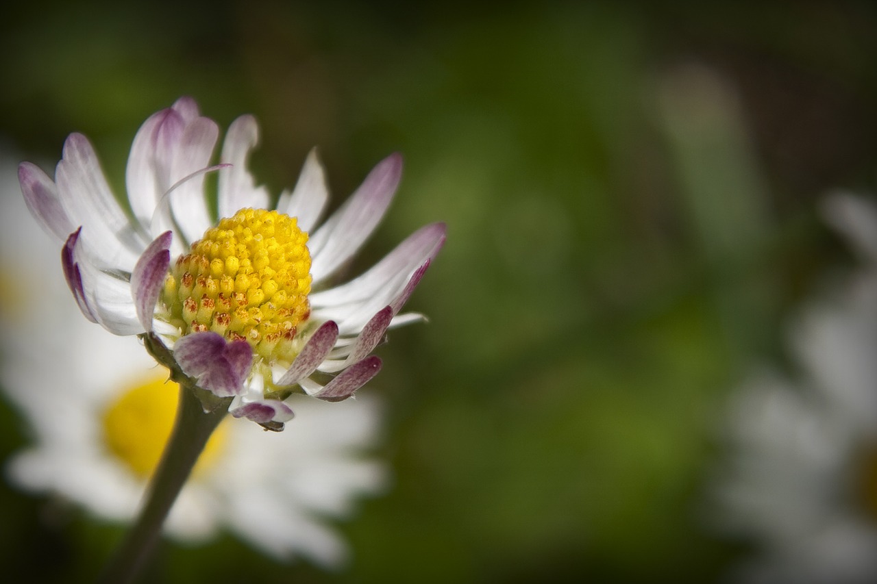 Daisy, Gėlė, Gamta, Pavasaris, Nemokamos Nuotraukos,  Nemokama Licenzija