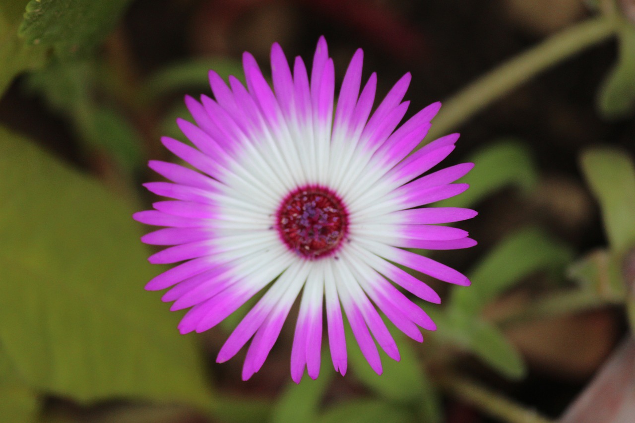 Daisy, Gėlė, Livingstone Daisy, Gėlių, Šviesus, Flora, Žydėti, Žiedas, Šviežias, Nemokamos Nuotraukos