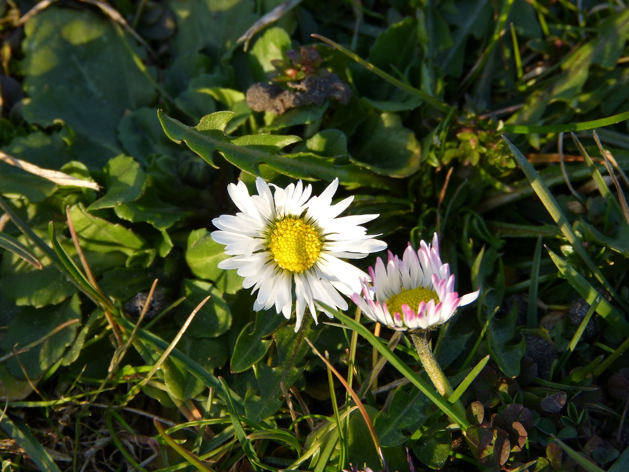 Daisy, Gėlė, Balta, Gamta, Augalas, Žiedas, Žydėti, Pavasaris, Makro, Pavasario Pranašys