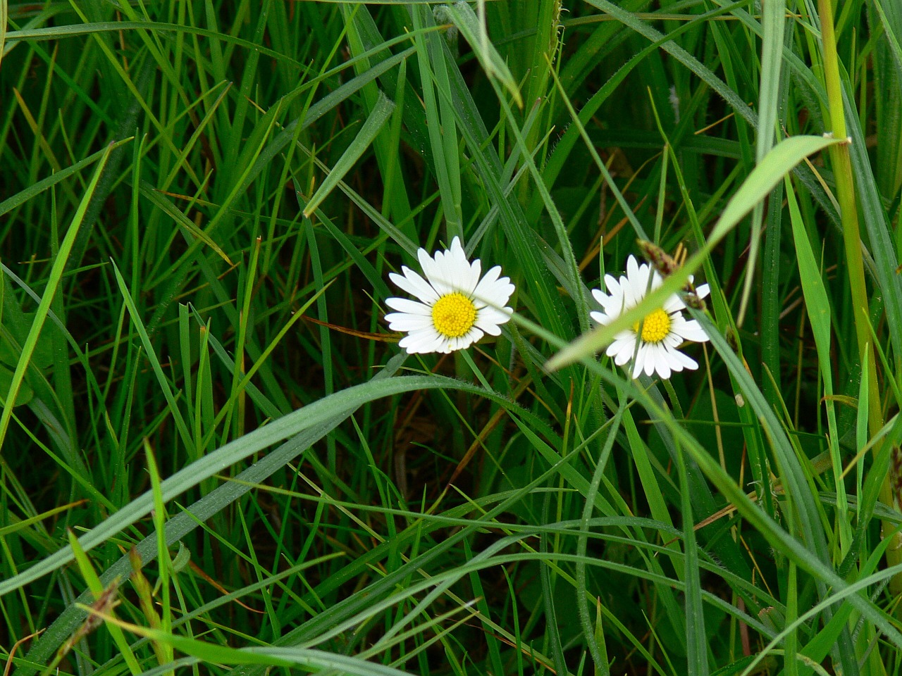 Daisy, Žolė, Aštraus Gėlė, Gėlės, Nemokamos Nuotraukos,  Nemokama Licenzija