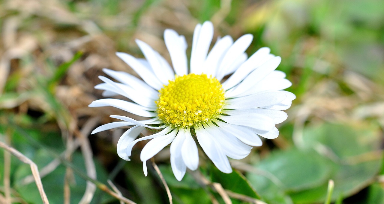 Daisy, Balta, Gėlė, Augalas, Žiedas, Žydėti, Pavasario Gėlė, Ankstyvas Bloomer, Pavasario Pranašys, Pavasaris