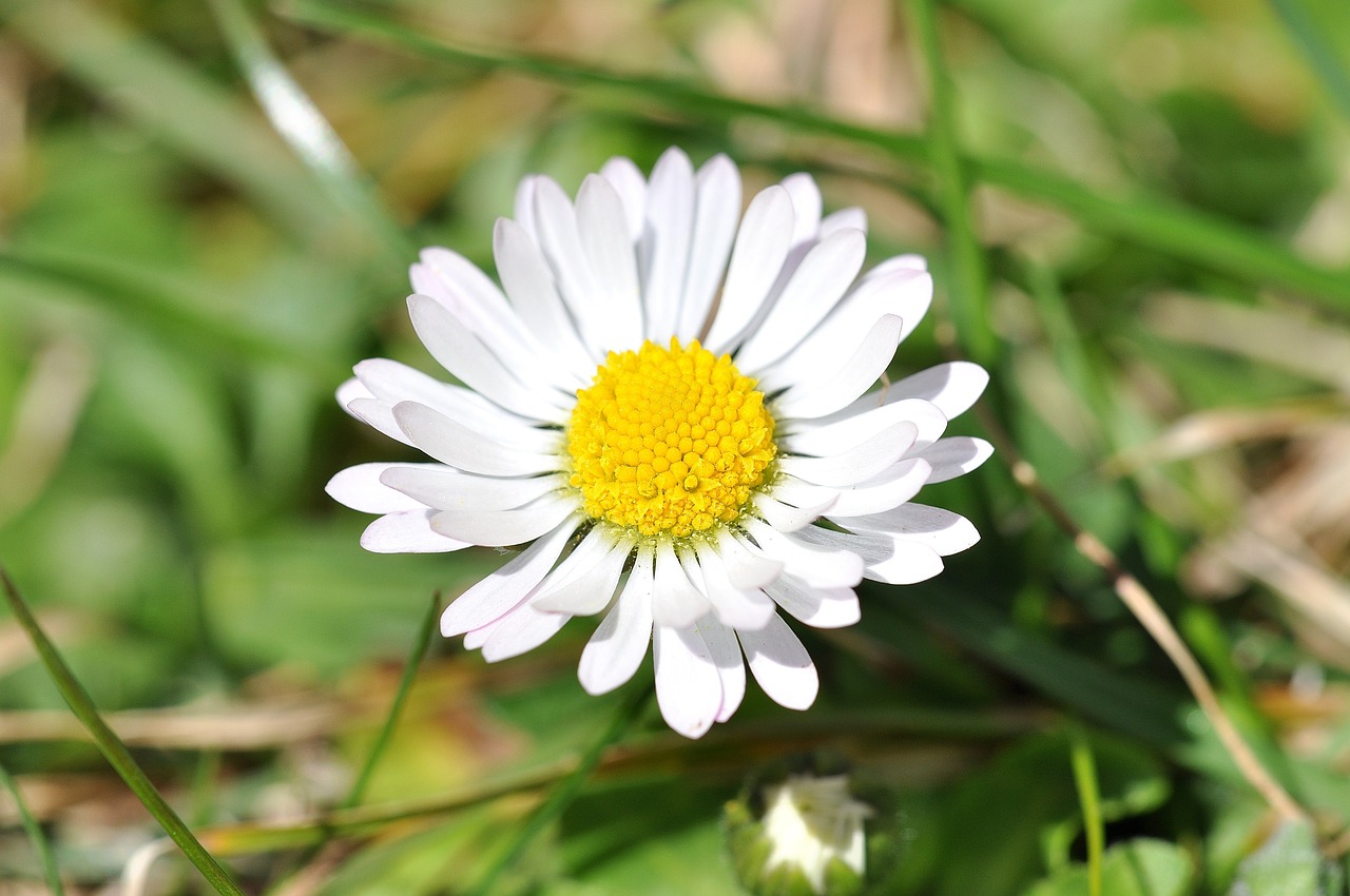 Daisy, Balta, Žolė, Pieva, Sodas, Gėlė, Augalas, Žiedas, Žydėti, Uždaryti