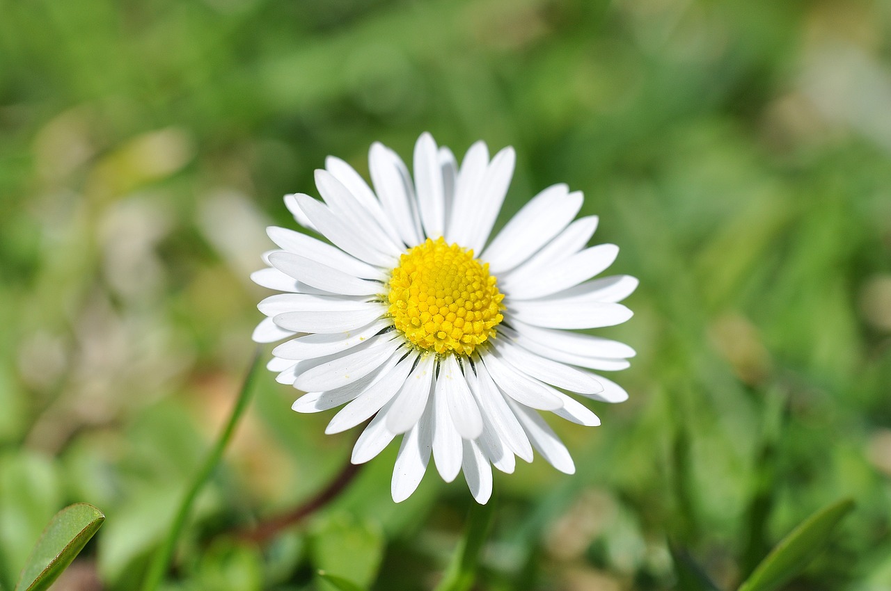 Daisy, Gėlė, Žiedas, Žydėti, Balta, Pavasaris, Sodas, Pieva, Žolė, Gamta