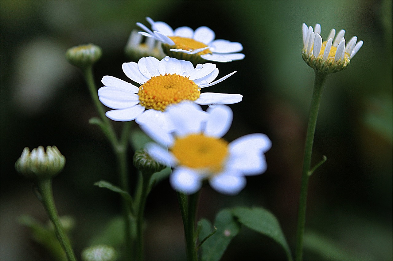 Daisy, Rozės, Gėlės, Sodas, Nemokamos Nuotraukos,  Nemokama Licenzija