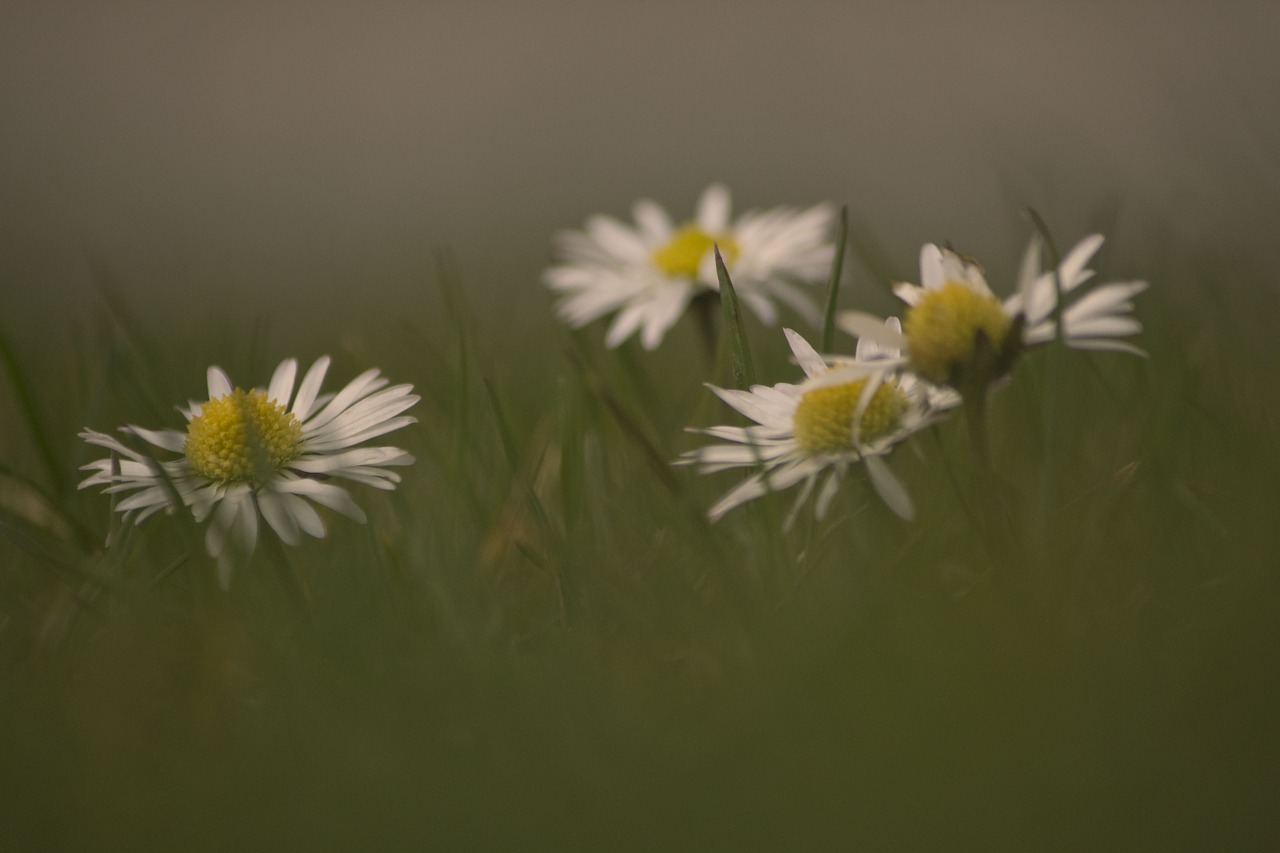 Daisy, Gėlės, Pavasaris, Pieva, Nemokamos Nuotraukos,  Nemokama Licenzija