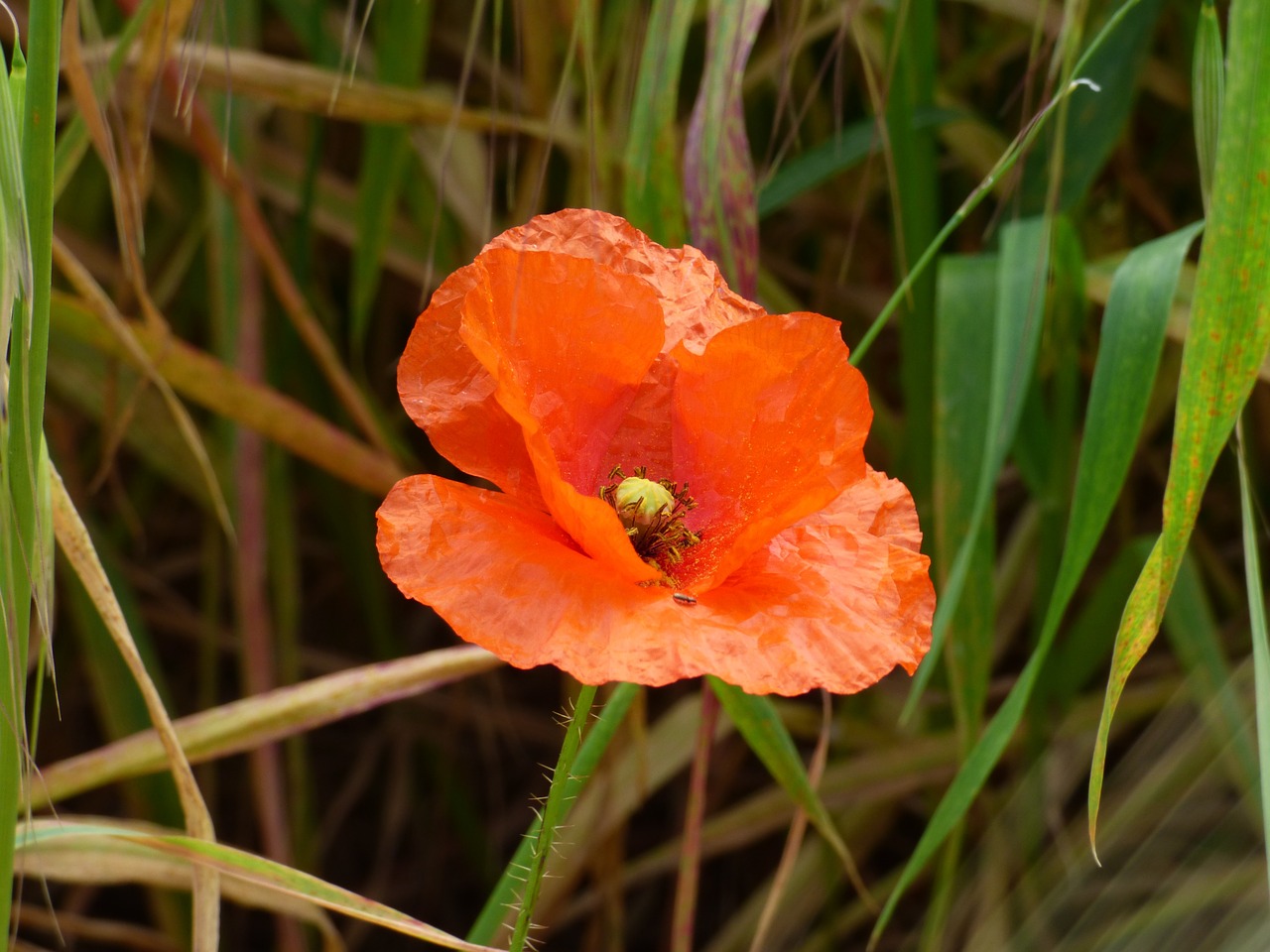 Daisy, Malta, Viduržemio Jūros, Sala, Gėlė, Žydėti, Balta, Violetinė, Žiedas, Maltiečių