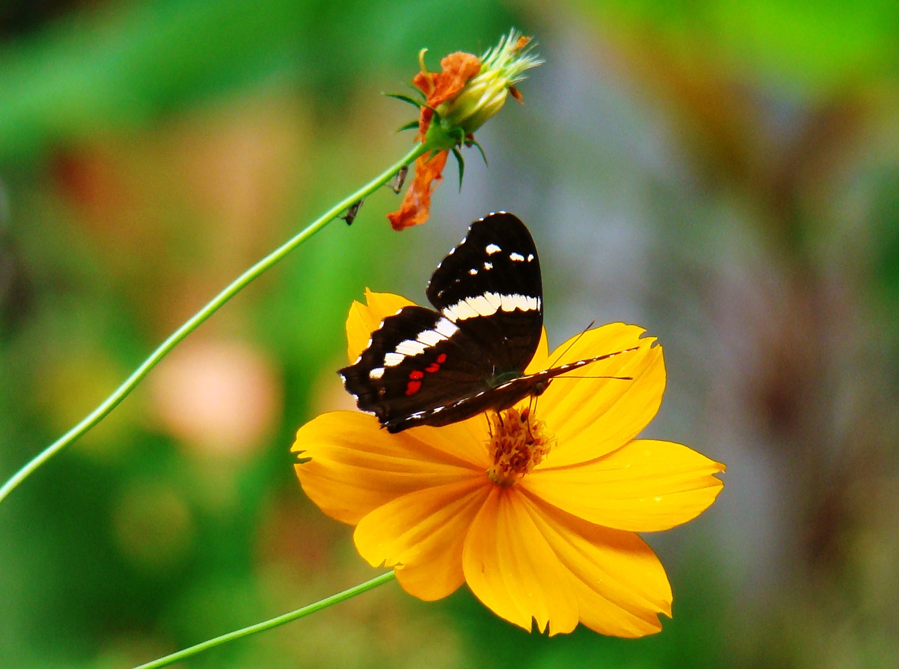 Daisy, Drugelis, Geltona, Gėlė, Gamta, Pavasaris, Botanikos, Gvatemala, Nemokamos Nuotraukos,  Nemokama Licenzija