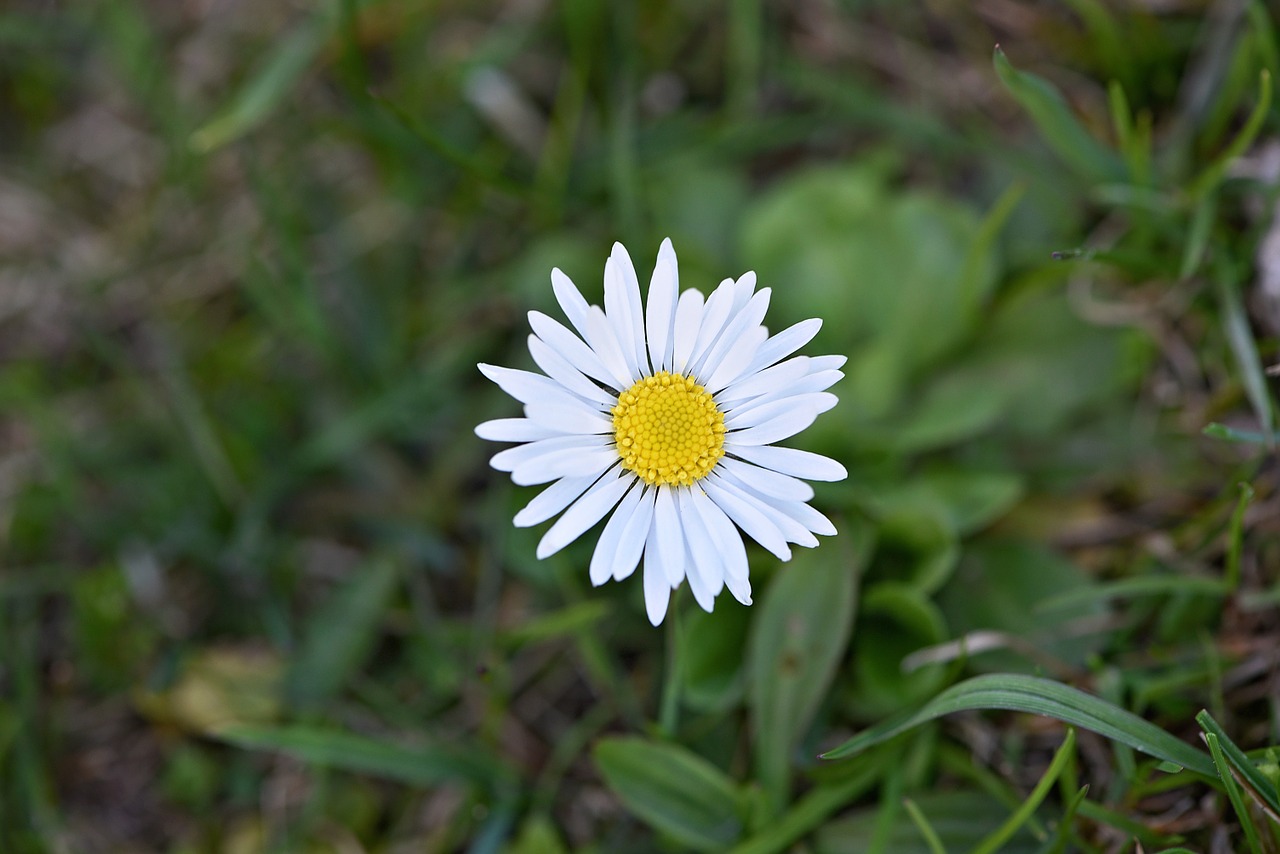 Daisy, Gėlė, Balta, Aštraus Gėlė, Ankstyvas Bloomer, Sodas, Gamta, Žolė, Pieva, Atskirai