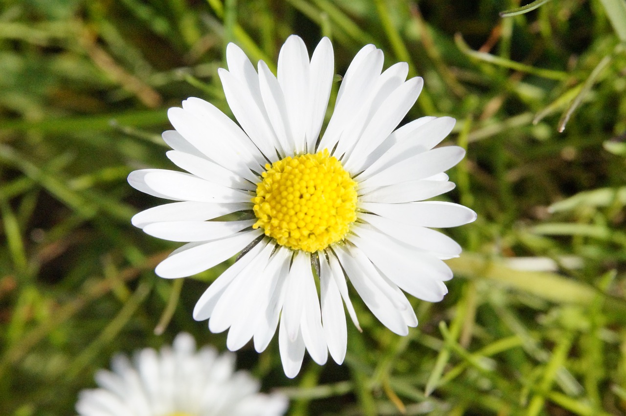 Daisy, Gėlės, Pieva, Laukinės Vasaros Spalvos, Pavasaris, Gamta, Žiedas, Žydėti, Augalas, Vasaros Pieva