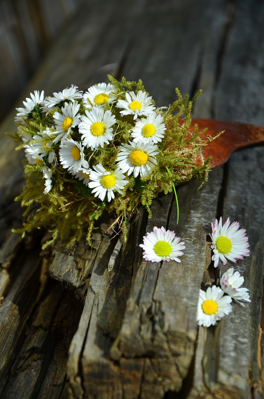 Daisy,  Sodas,  Mediena,  Senas,  Ištemptas,  Gėlės,  Balta,  Natiurmortas, Nemokamos Nuotraukos,  Nemokama Licenzija