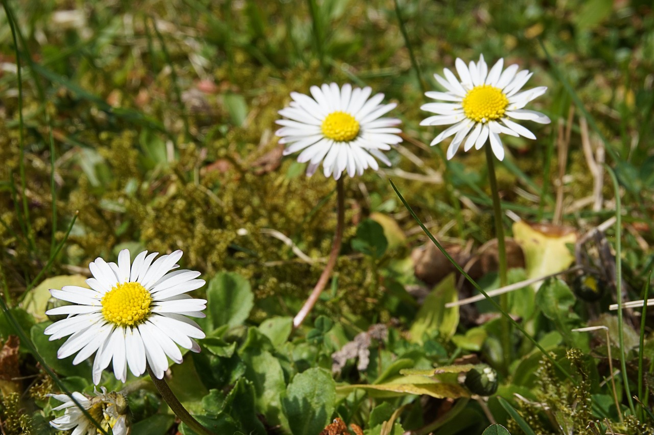 Daisy,  Gėlė,  Balta,  Pavasaris,  Uždaryti,  Augalas,  Gamta, Nemokamos Nuotraukos,  Nemokama Licenzija