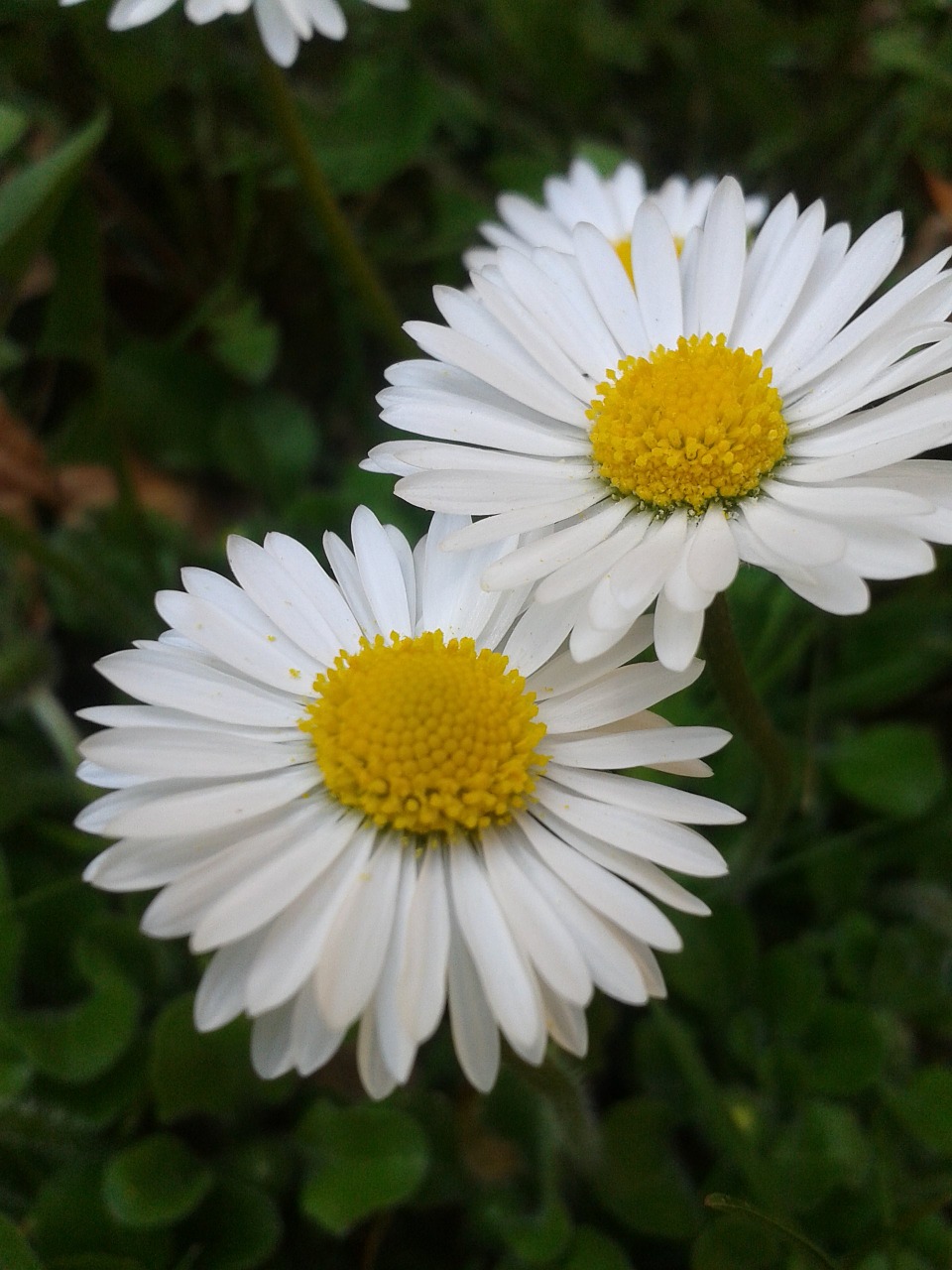 Daisy,  Balta,  Geltona,  Gėlė,  Pavasaris,  Uždaryti,  Žiedas,  Žydėti,  Sodas,  Pieva