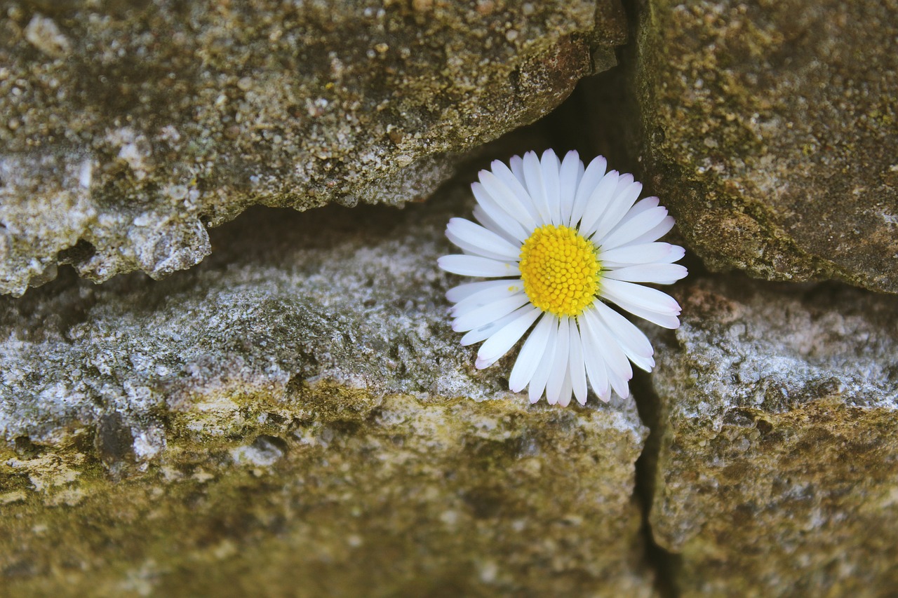 Daisy,  Akmuo,  Akmeninė Siena,  Siena,  Žiedas,  Žydėti,  Gėlė,  Augalas,  Pavasario Pranašys,  Balta