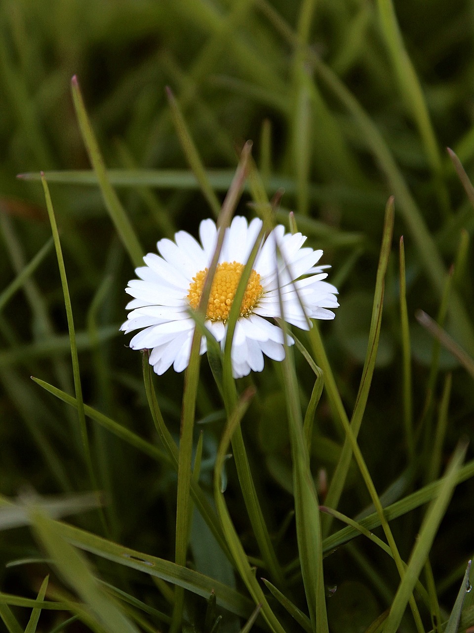 Daisy,  Pieva,  Žydėti,  Žiedas,  Žydėti,  Gėlė,  Žalias,  Pavasaris,  Balta,  Gamta