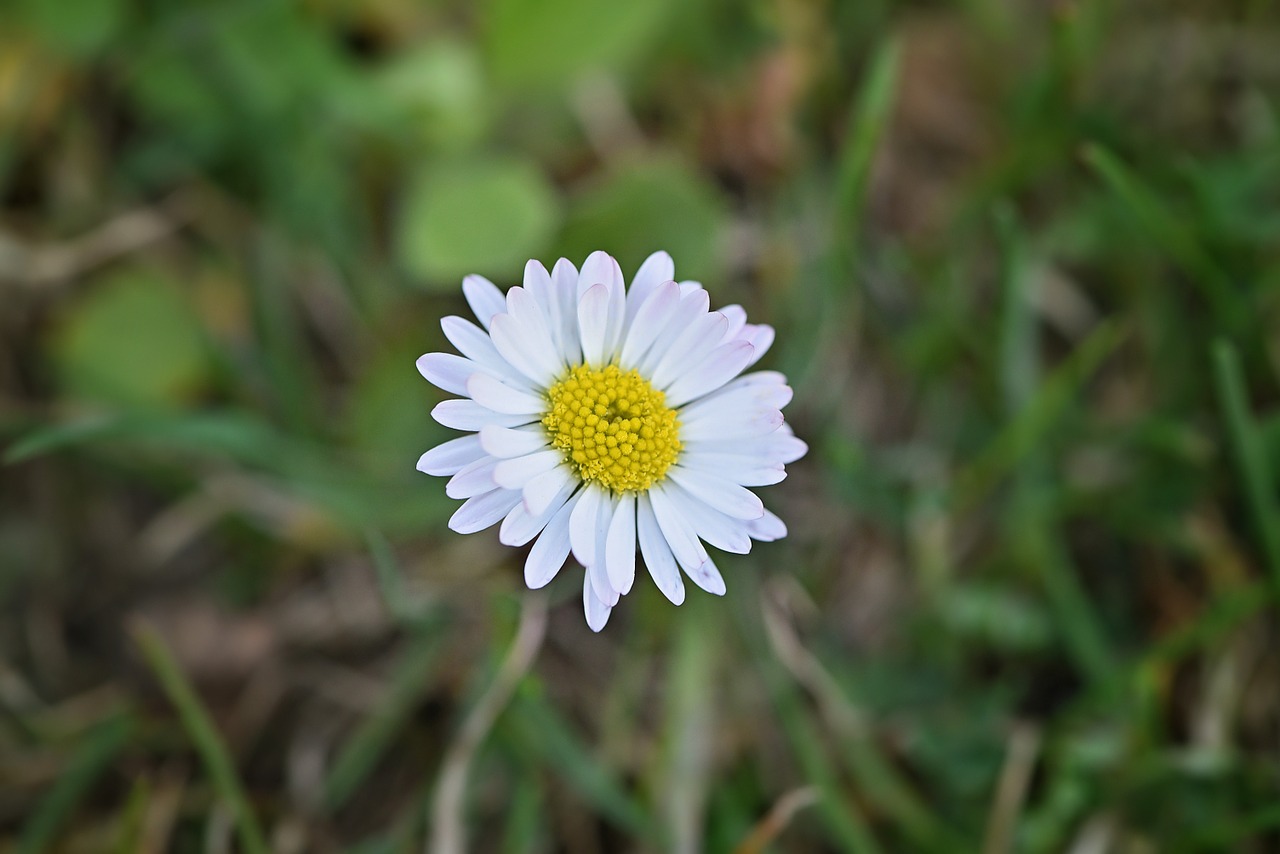 Daisy,  Gėlė,  Balta,  Aštraus Gėlė,  Pieva,  Gamta,  Uždaryti, Nemokamos Nuotraukos,  Nemokama Licenzija