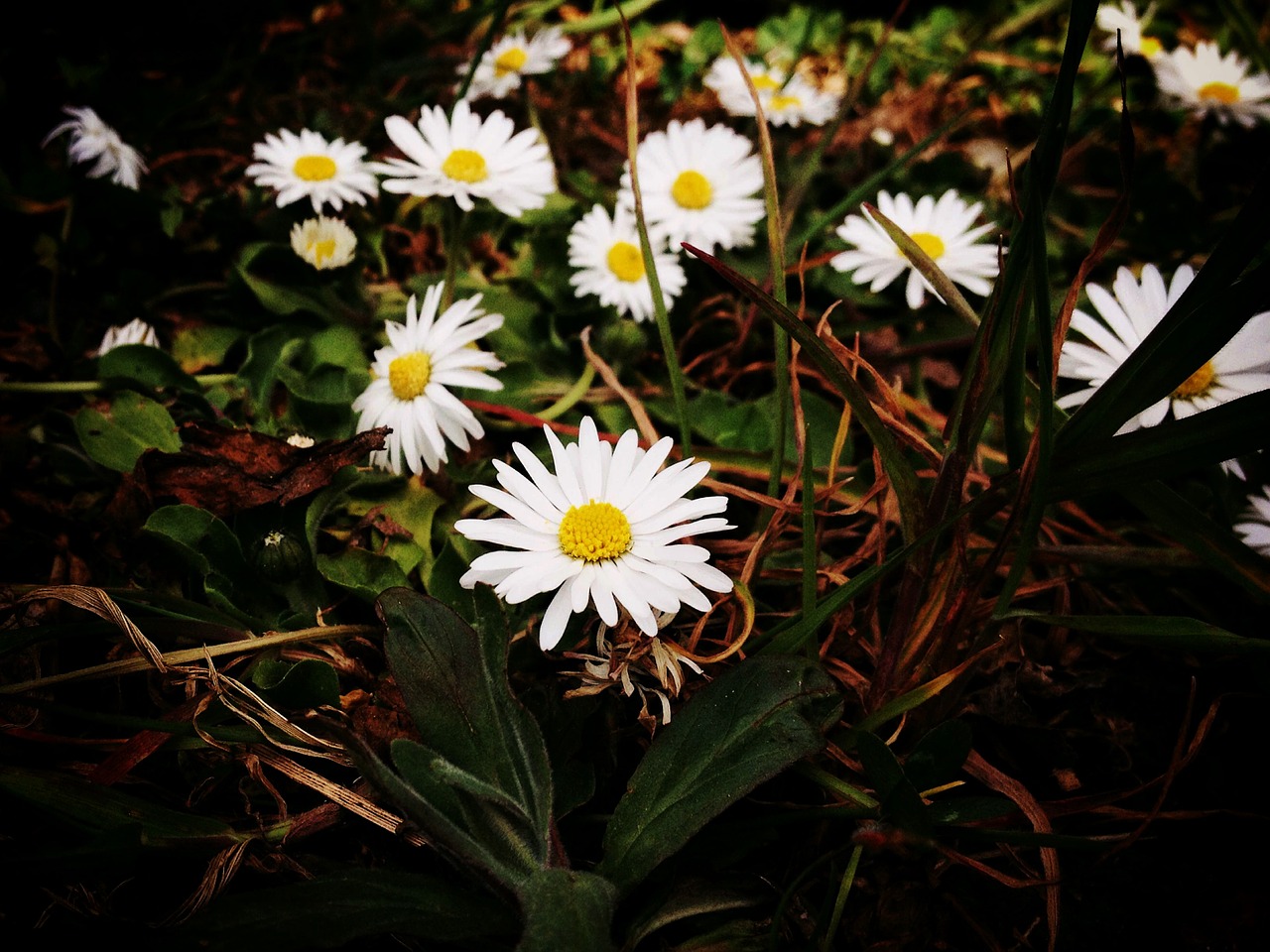 Daisy,  Gėlė,  Žiedas,  Žydėti,  Žydėti,  Balta,  Augalas,  Gamta,  Marguerite,  Pieva