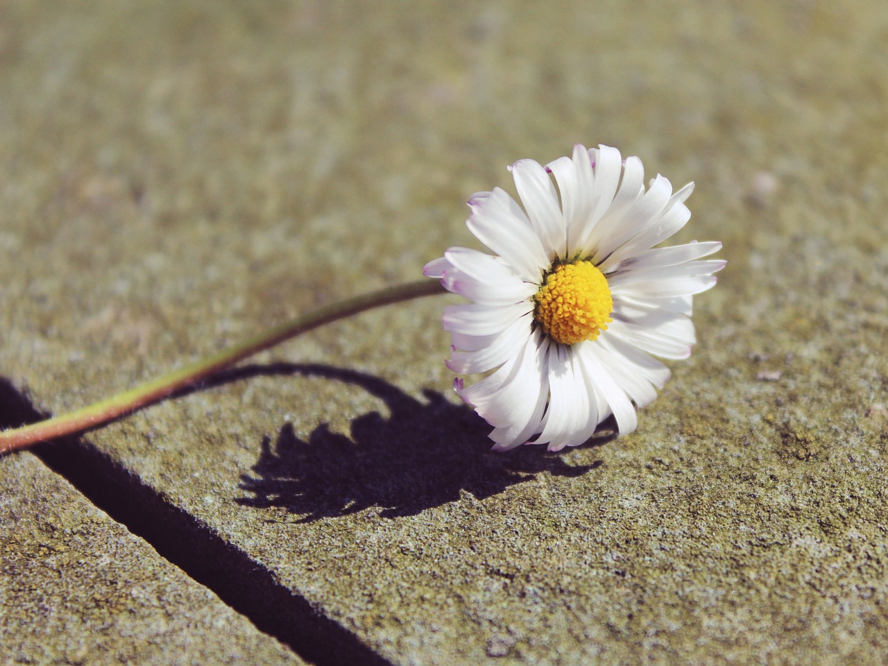 Daisy,  Akmuo,  Pavasaris,  Žiedas,  Žydėti,  Augalas,  Akmeninė Siena,  Gamta,  Siena,  Pavasario Pranašys