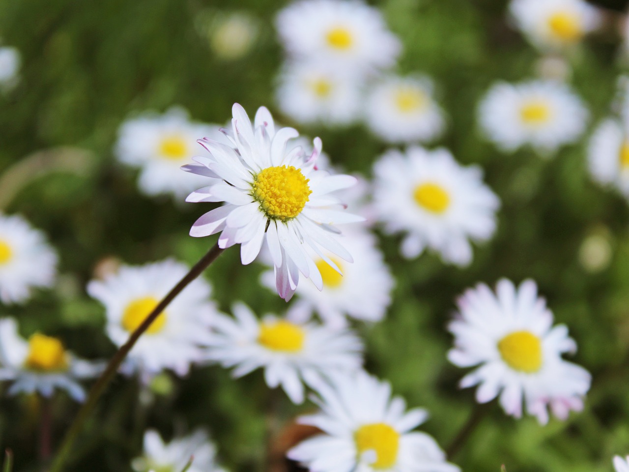 Daisy,  Pieva,  Gėlės,  Balta,  Pavasaris,  Gamta,  Laukinės Vasaros Spalvos,  Žalias,  Augalas,  Žolė