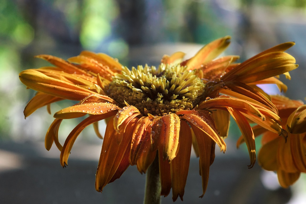 Daisy, Gėlės, Gamta, Gerbera, Žydėti, Žiedas, Vasara, Pavasaris, Gėlių, Žiedlapis