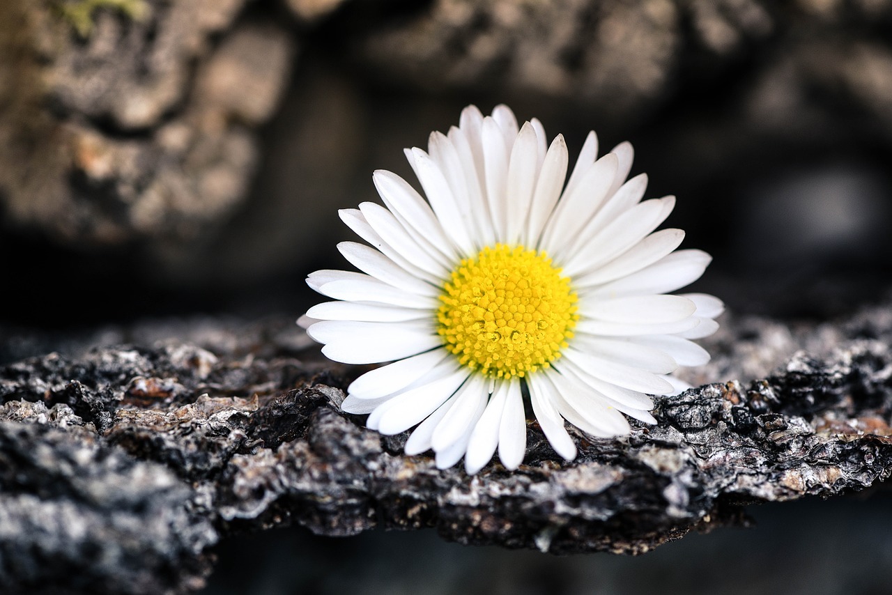 Daisy, Aštraus Gėlė, Gėlė, Žiedas, Žydėti, Balta, Medžio Žievė, Gamta, Uždaryti, Nemokamos Nuotraukos