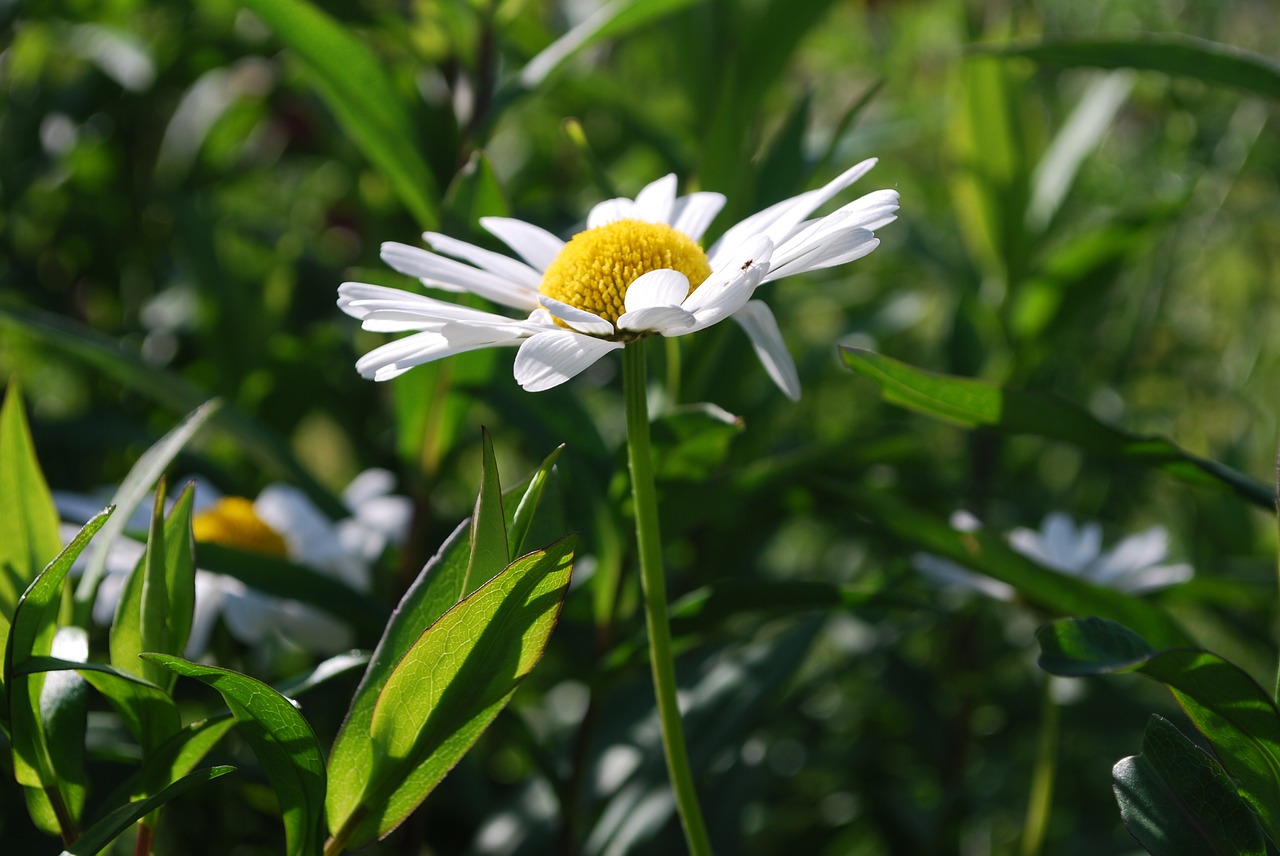 Daisy,  Balta,  Gėlė,  Vasara,  Žolė,  Žydėjimas,  Balta Ir Geltona Gėlė,  Vasaros Gėlė,  Vasaros Sezonas,  Skåne