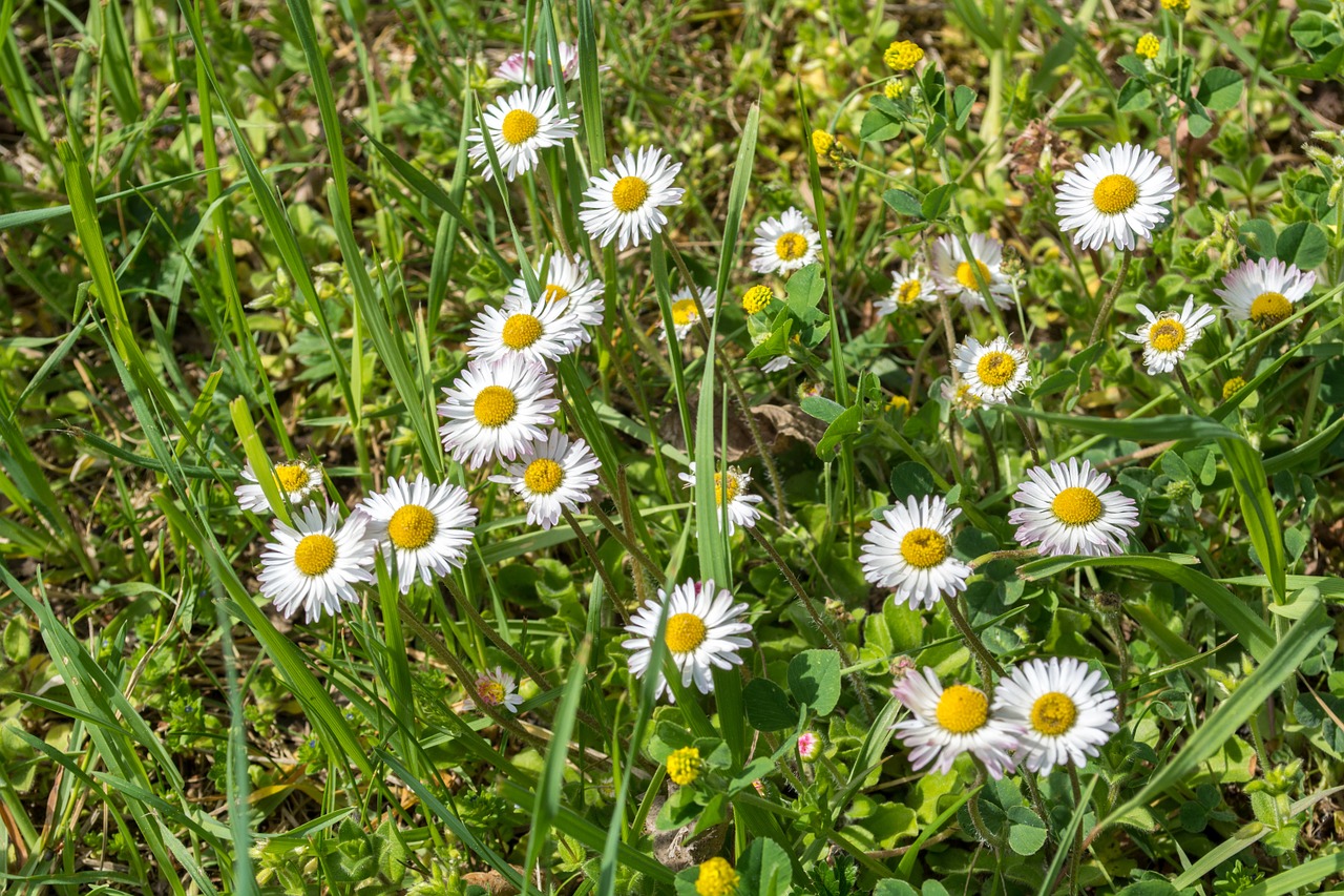 Daisy,  Žolė,  Balta,  Žalias,  Geltona,  Pavasaris,  Žydėti,  Augalas, Nemokamos Nuotraukos,  Nemokama Licenzija