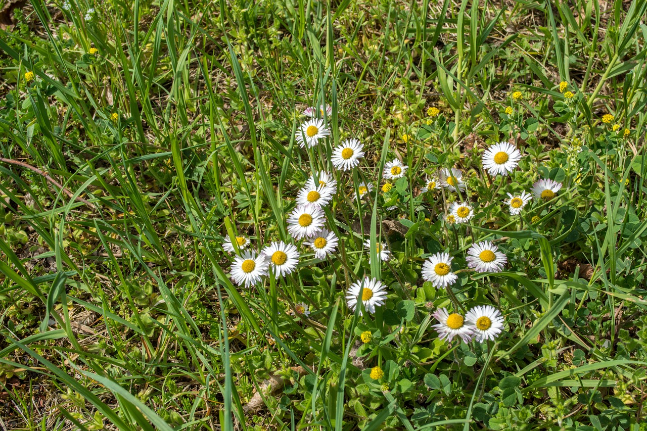 Daisy,  Žolė,  Balta,  Žalias,  Geltona,  Pavasaris,  Žydėti,  Augalas, Nemokamos Nuotraukos,  Nemokama Licenzija