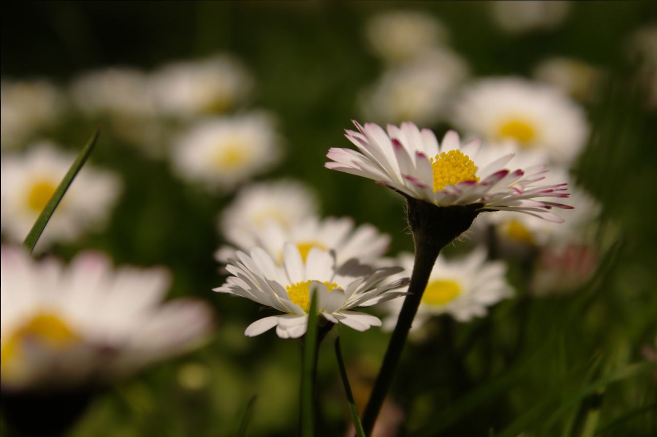 Daisy,  Pieva,  Spalvinga,  Laukinės Vasaros Spalvos,  Gamta,  Pavasaris,  Žalias,  Balta,  Geltona,  Žolė