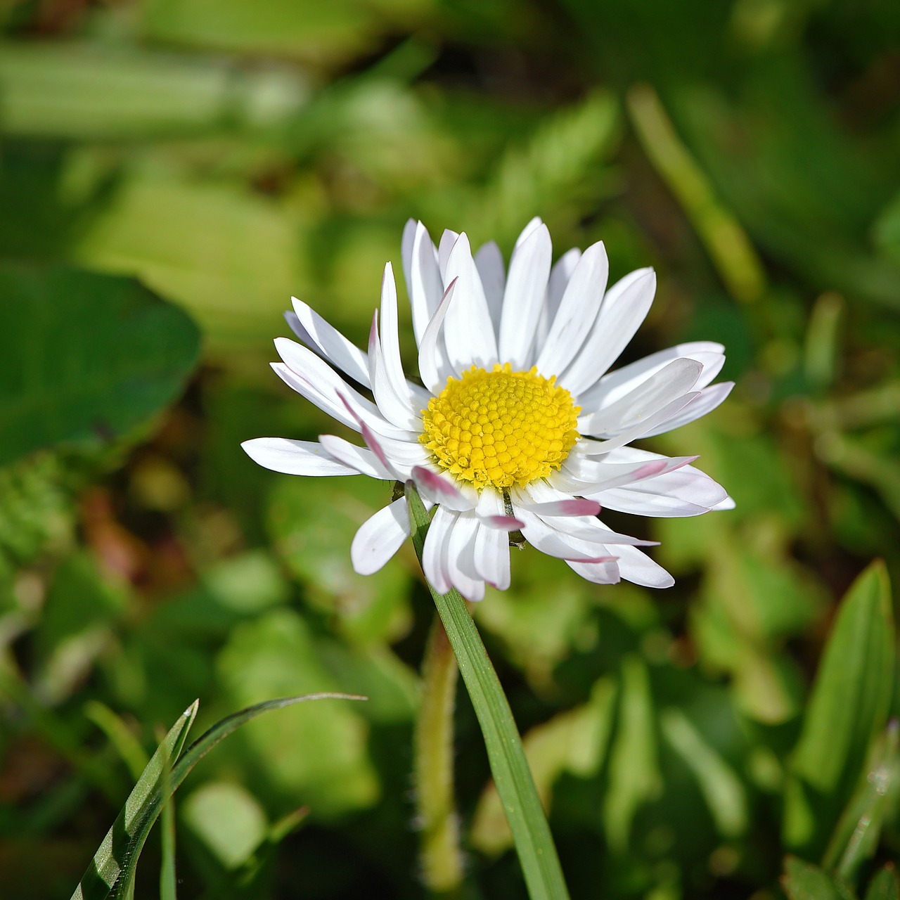 Daisy,  Gėlė,  Aštraus Gėlė,  Balta,  Žiedas,  Žydėti,  Pieva,  Žolė,  Gamta,  Žalias