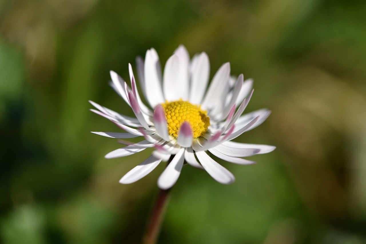 Daisy,  Gėlė,  Žiedas,  Žydėti,  Balta,  Aštraus Gėlė,  Uždaryti, Nemokamos Nuotraukos,  Nemokama Licenzija