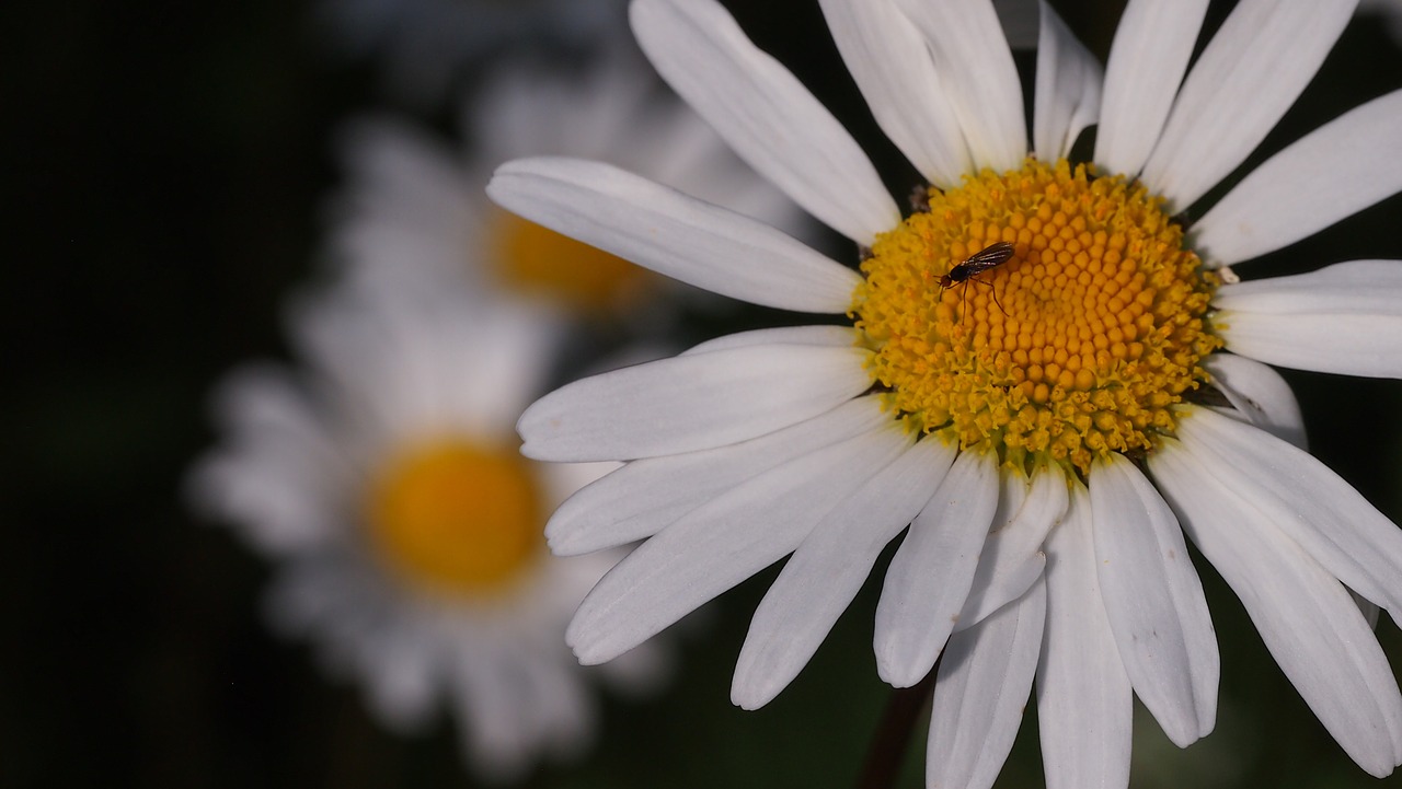 Daisy, Gėlė, Vasara, Suomių, Pievų Augalas, Augalas, Baltas Žiedas, Nemokamos Nuotraukos,  Nemokama Licenzija