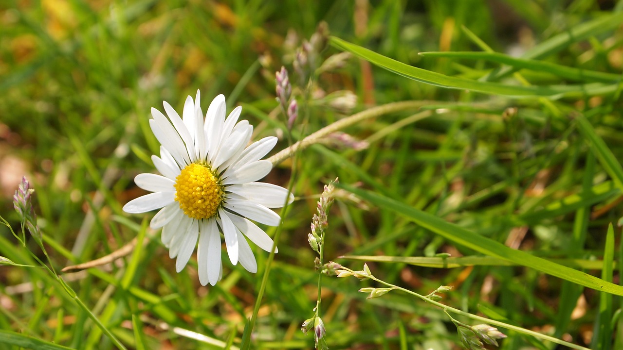 Daisy, Gėlė, Žiedlapiai, Pavasaris, Gamta, Sodas, Žolė, Nemokamos Nuotraukos,  Nemokama Licenzija