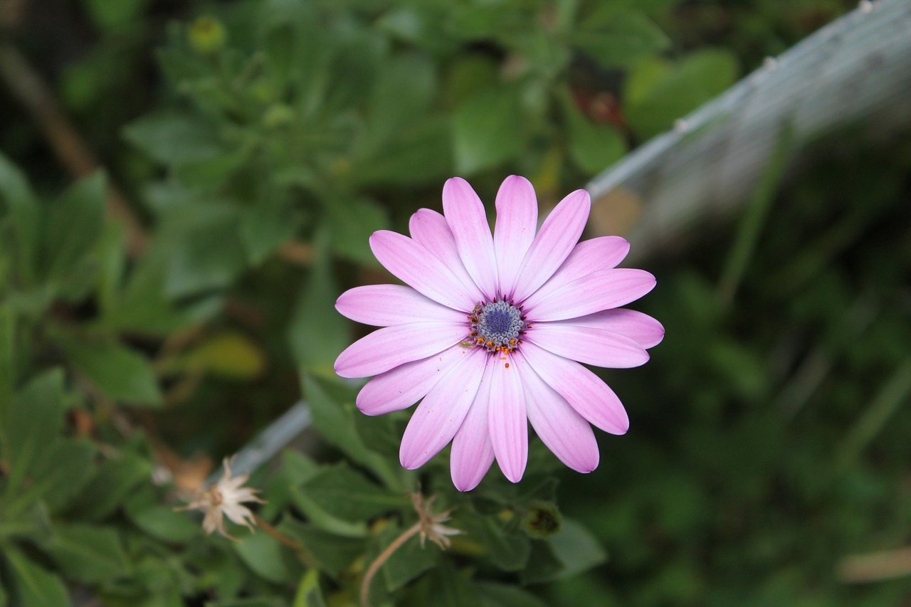 Daisy, Violetinė, Gėlės, Gamta, Laukinės Gėlės, Nemokamos Nuotraukos,  Nemokama Licenzija