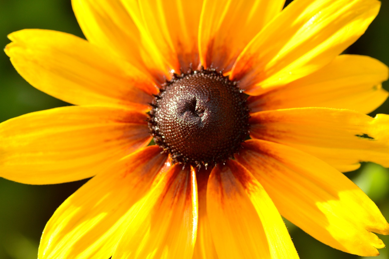 Daisy,  Gėlė,  Gamta,  Sodas,  Flora,  Makro,  Augalas,  Geltona,  Saulės Spinduliai, Nemokamos Nuotraukos