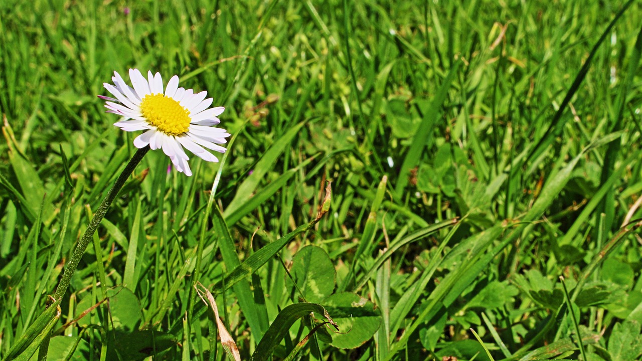 Daisy,  Žąsų Gėlė,  Pavasaris,  Žiedas,  Žydėti,  Pieva,  Gėlė,  Uždaryti,  Gražus,  Balta