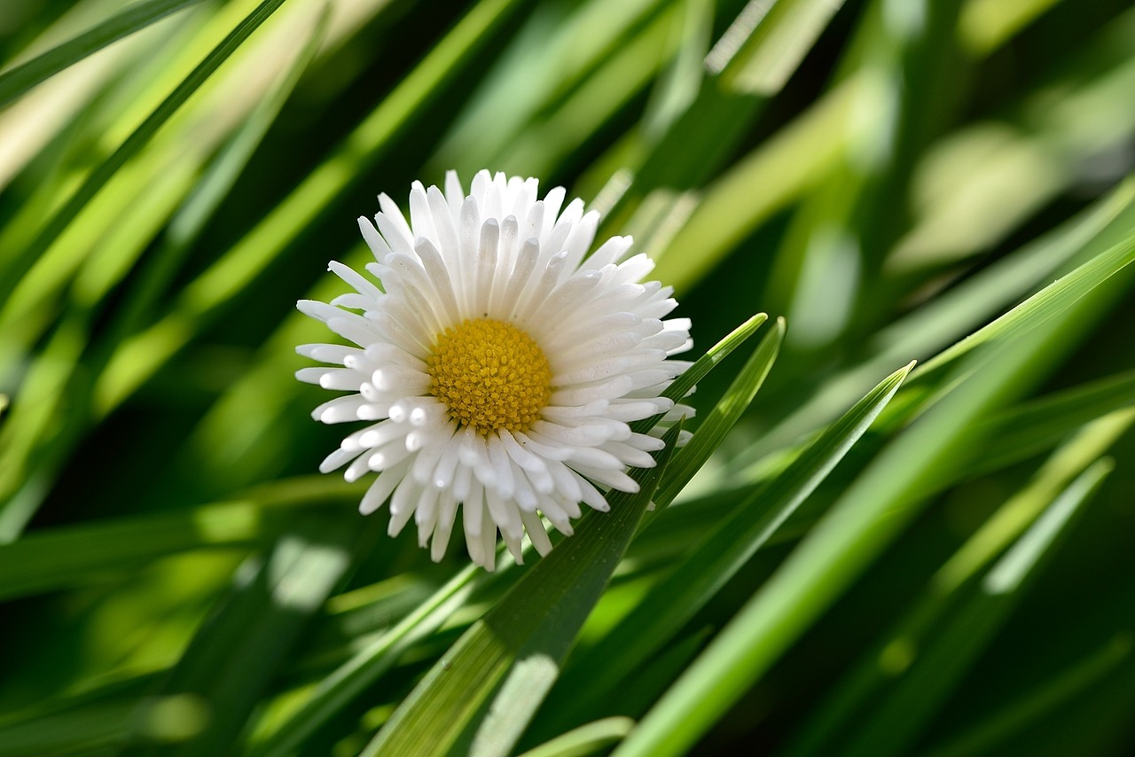 Daisy,  Žiedas,  Žydėti,  Geltonai Baltos Spalvos,  Gamta,  Sodas,  Žalias,  Uždaryti, Nemokamos Nuotraukos,  Nemokama Licenzija