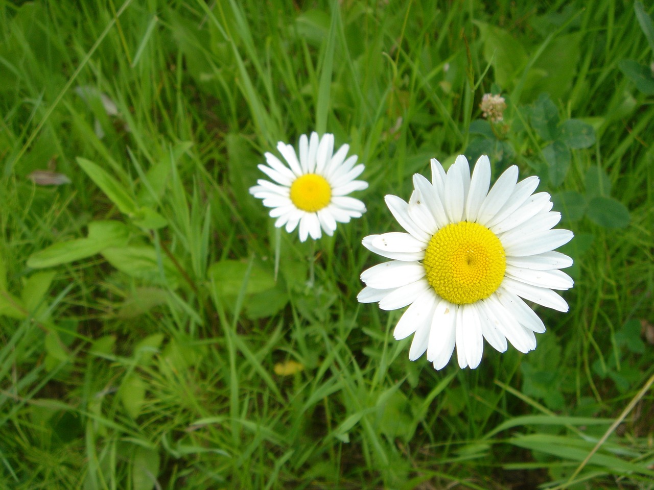 Daisy,  Gėlė,  Pavasaris,  Gamta,  Augalas,  Balta,  Gėlių,  Žiedas,  Natūralus,  Žalias