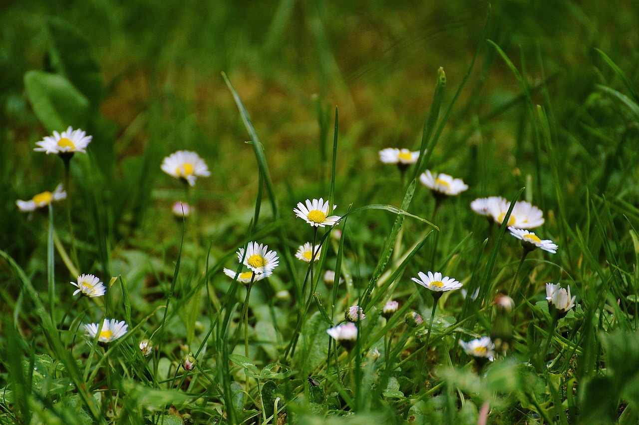 Daisy,  Pieva,  Sodas,  Gamta,  Laukinės Vasaros Spalvos,  Vasaros Pieva,  Gėlių Pieva, Nemokamos Nuotraukos,  Nemokama Licenzija