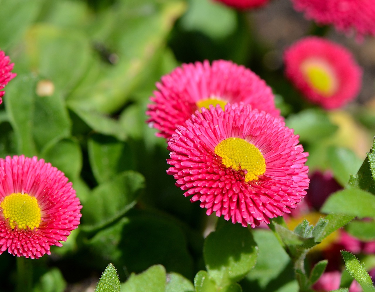 Daisy, Pavasario Gėlė, Žiedas, Žydėti, Gėlė, Augalas, Tausendschön, Pavasaris, Sodas, Gamta