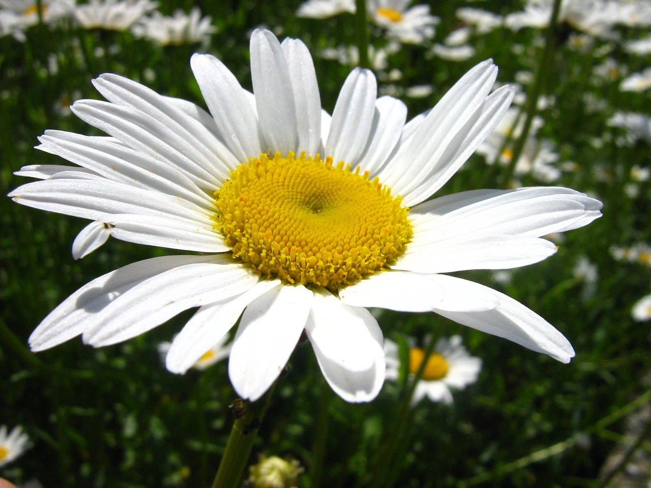 Daisy, Sodas, Gėlė, Pavasario Gėlė, Gegužė, Balta, Nemokamos Nuotraukos,  Nemokama Licenzija